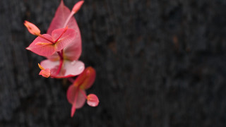 Flower water droplets macro blurry 2 - andy goldsworthy free wallpaper