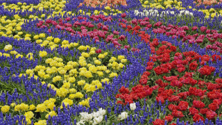 Flower field colorful bouquet blue - vivid free wallpaper