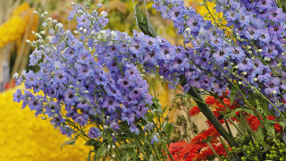 Flowers vase table blurry color - a bunch of flowers free wallpaper