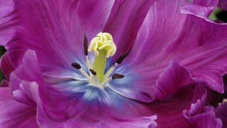 Purple flower blue tips yellow - a yellow staman free wallpaper