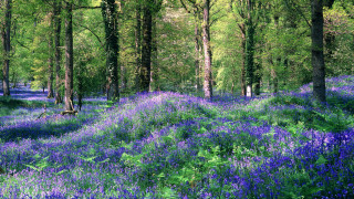 Blue forest flower trees building - impressionist free wallpaper