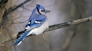 Blue jay bare tree outdoors - branch free wallpaper