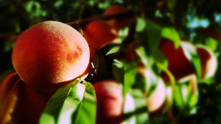 Peach branch leaves sunlight blurry - summer vibrancy free wallpaper