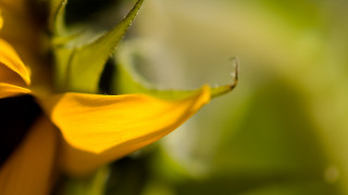 Yellow flower closeup shallow depth - shallow free wallpaper for desktop