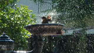 Bird fountain spraying water ecological 2 - cherryl fountain free wallpaper