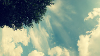 Kite cloudy sky tree city 2 - the background and a tree in the foreground free wallpaper