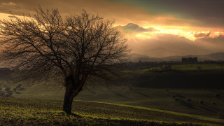 Tree field mountain sunset clouds 4 - arthur sarkissian free wallpaper