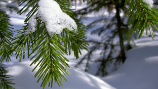 Pine snow branch blurry background - a pine tree branch free wallpaper