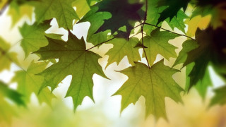 Leafy tree macro blurry background - adobe lightroom free wallpaper