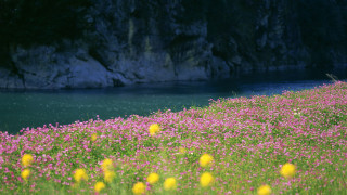 Flower field water cliff sky 2 - impressionist free wallpaper