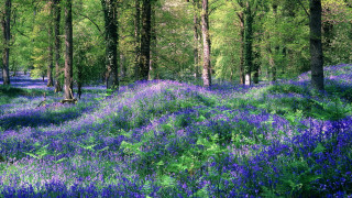 Blue flowers forest bench nature - impressionist free wallpaper
