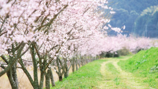 Pink cherry blossoms impressionist scenery - a row of trees free wallpaper