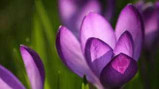 Purple flower green stems pink - green stem free wallpaper
