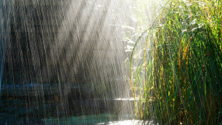 Stream water light shining grass - cindy wright free wallpaper
