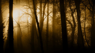 Foggy forest sunlight bamboo nature - a yellow light free wallpaper