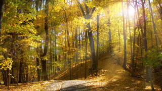 Autumn forest city sunset leaves - a bright sun free wallpaper