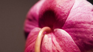 Pink flower ring macro blurry - betty merken free wallpaper