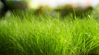 Green grass water droplets blurry - grass free wallpaper