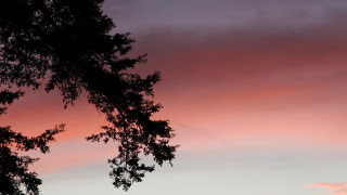 Tree branch pink sky sunset - stroke free wallpaper