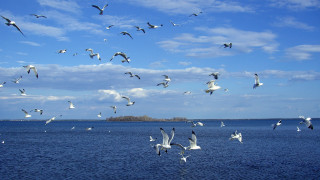 Seagulls flying over water island 2 - over a body of water free wallpaper