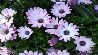 Pink flowers planter leaves purple - betty merken free wallpaper