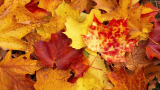 Autumn leaves fire volcano sunset - the grass free wallpaper