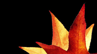 Red yellow leaf mandelbrot autumn - autumn free wallpaper