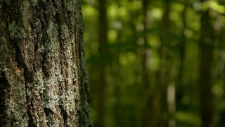 Mossy tree forest bird shallow - green tree free wallpaper