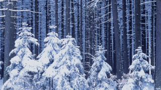 Snowy forest cityscape night matte - a few snow covered trees free wallpaper