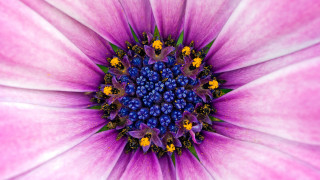 Purple flower yellow blue stamens - a purple flower free wallpaper