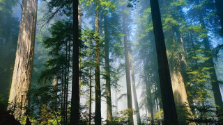 Forest green leaves bench path 2 - free forest wallpaper