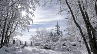 Snowy forest path matte painting - the ground free wallpaper