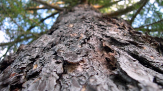 Tree bird branch nature macro - a close up of a tree trunk free wallpaper