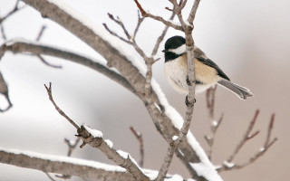 Bird snowy branch gray sky - a gray sky in the background free wallpaper