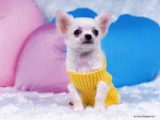 Small white dog yellow sweater - a cross stitch free wallpaper