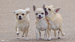 Three small dogs dirt ground - tachisme free wallpaper