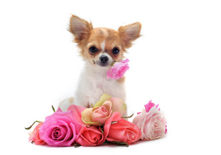 Small dog flowers white background - daphne mcclure free wallpaper