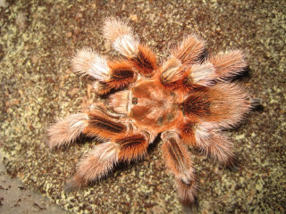 Tarantula closeup rock dirt sand - a rock surface free wallpaper