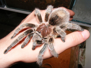 Person holding tarantula blood hands - e. t. free wallpaper