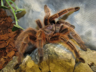 Large brown spider rock plant - female free wallpaper