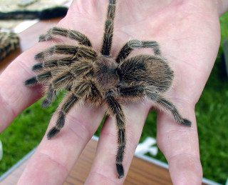 Person holding tarantula outside table - a person holding free wallpaper