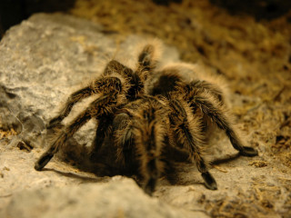 Tarantula spider rock zoo enclosure - female free wallpaper