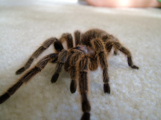 Tarantula closeup white surface person - a person in the background free wallpaper