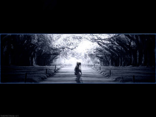 Dark street forest nature portrait - a dark street free wallpaper