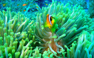 Clown fish anemone ocean other - free nature wallpaper