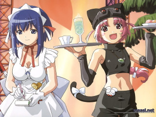 Anime maid catgirls food tray - a wine glass free wallpaper
