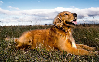 Dog laying field tall grass - glamor pose free wallpaper