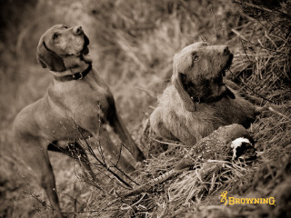 Two dogs sitting grass looking - two dog free wallpaper