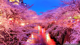 River pink flowers bridge lights - impressionist free wallpaper