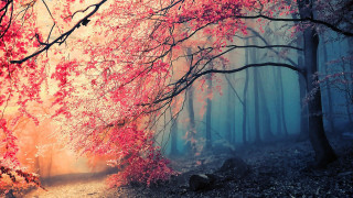 Forest path red leaves rock - red leaf free wallpaper